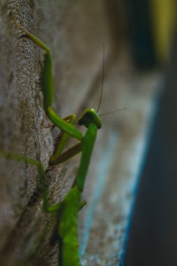Bir çekirgenin hayatı.
