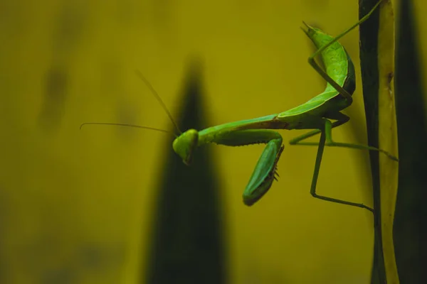 Heinäsirkan Elämä — kuvapankkivalokuva