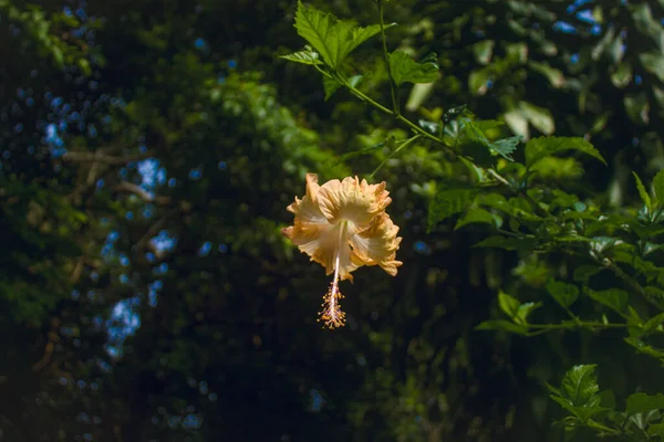 Scène Fleurs Dans Campagne — Photo