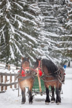 Karpat Dağları 'nda yürürken bu iki harika atla tanıştım.