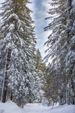 Günbatımında karla yüklü firavun ağaçları Transilvanya 'nın Karpatya dağlarında bir yerlerde