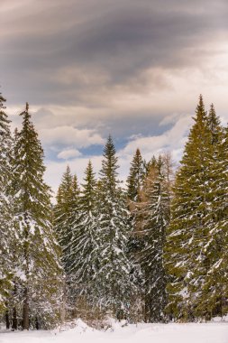 Günbatımında karla yüklü firavun ağaçları Transilvanya 'nın Karpatya dağlarında bir yerlerde