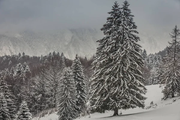 Mit Schnee Beladene Tannen Bei Sonnenuntergang Irgendwo Den Karpaten Siebenbürgen — Stockfoto