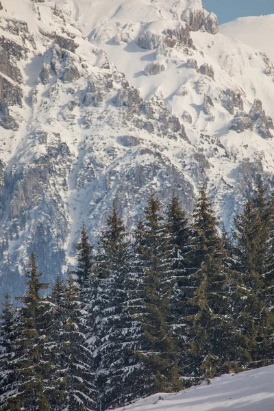 Winterlandschaft Mit Schneebedeckten Tannen Einem Dorf Siebenbürgen Der Nähe Von — Stockfoto