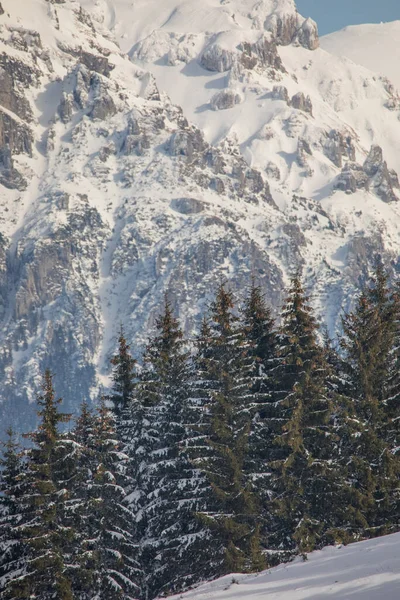 Winterlandschaft Mit Schneebedeckten Tannen Einem Dorf Siebenbürgen Der Nähe Von — Stockfoto