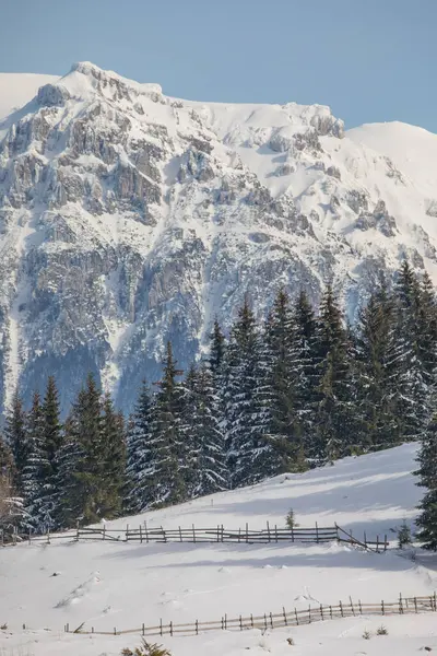 Winterlandschaft Mit Schneebedeckten Tannen Einem Dorf Siebenbürgen Der Nähe Von — Stockfoto