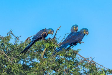 Hyacinth Macaws, Anodorhynchus hyacinthinus, are found in a limited range of South America, mainly in the Pantanal of Brazil and Bolivia. Their population is threatened by habitat loss, the pet trade