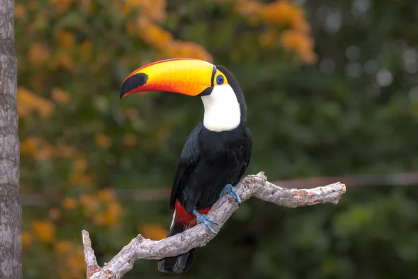Toco Toucan Ramphastos Toco Largest Different Species Toucan — 스톡 사진