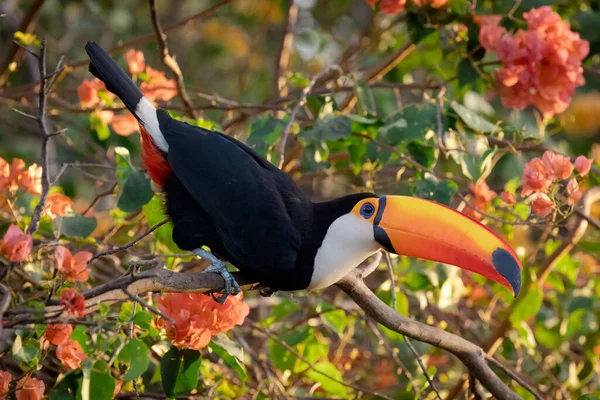 The Toco toucan, Ramphastos toco, is the largest of over 40 different species of toucan.