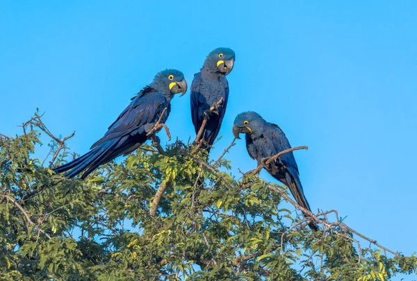 Hyacinth Macaws, Anodorhynchus hyacinthinus, are found in a limited range of South America, mainly in the Pantanal of Brazil and Bolivia. Their population is threatened by habitat loss, the pet trade