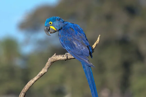 A bright blue Hyacinth Macaw perched in a tree in the Pantanal of Brazil.
