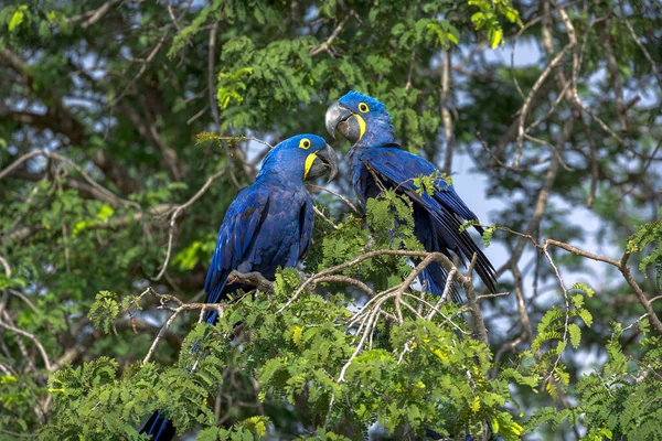Two bright blue Hyacinth Macaws, Anodorhynchus hyacinthinus, perched in a tree in the Pantanal of Brazil.
