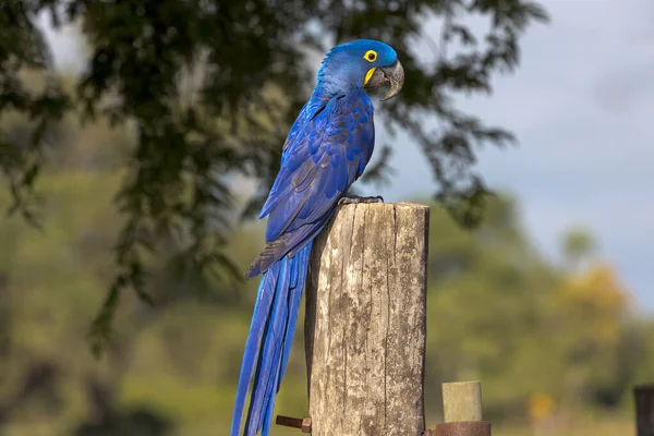 A bright blue Hyacinth Macaw perched on a fencepost in the Pantanal of Brazil.