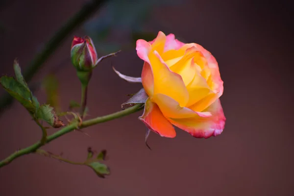 Zbliżenie Piękny Kwiat Róży Pomarańczowej Pączkami Rozmytym Tle — Zdjęcie stockowe