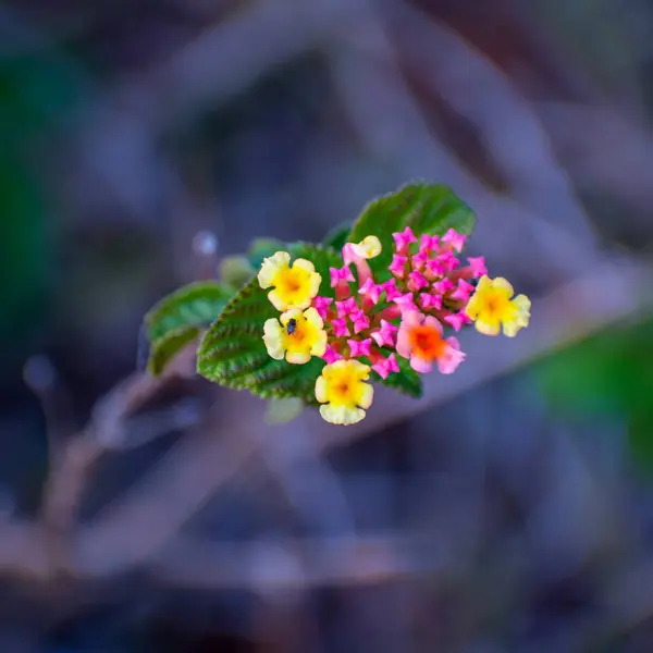 Hermoso Primer Plano Una Flor Amarilla —  Fotos de Stock