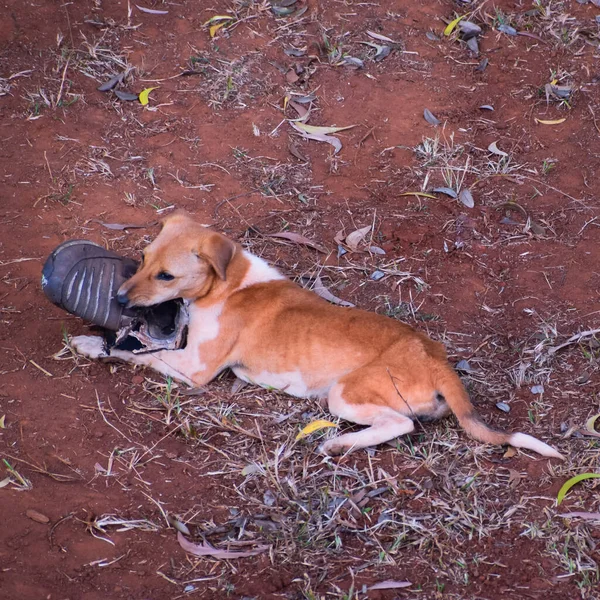 Hond Het Park — Stockfoto