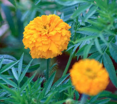 Bahçedeki kadife çiçekleri