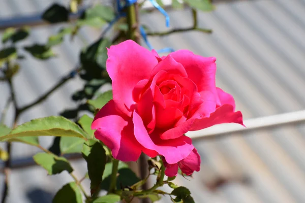 Różowa Róża Ogrodzie Zbliżenie Wybiórcza Ostrość — Zdjęcie stockowe
