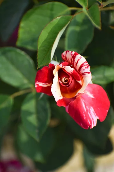 Bahçede güzel kırmızı güller