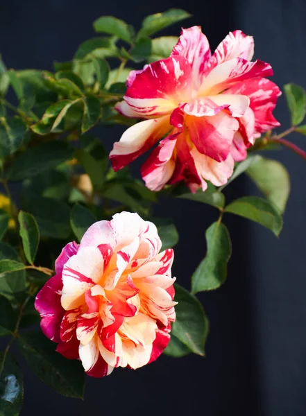 Belle Photo Botanique Fond Écran Naturel Roses — Photo