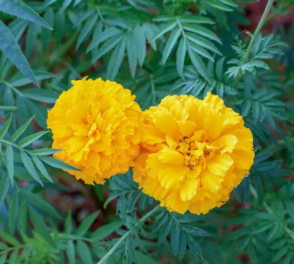 Bahçedeki güzel çiçekler