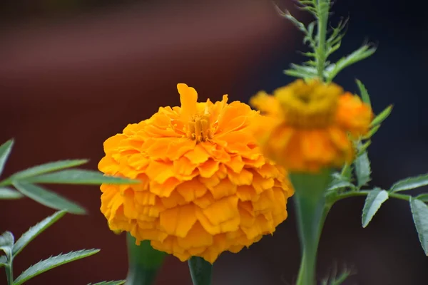Bahçedeki güzel sarı kadife çiçeği