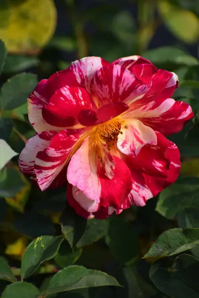 Piękna Róża Hybrydowa Ogrodzie — Zdjęcie stockowe