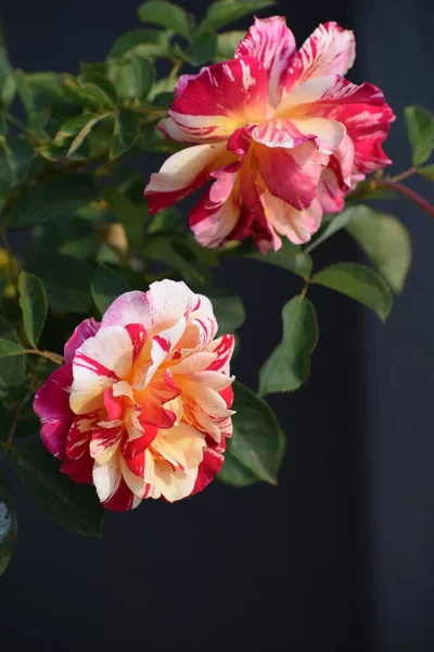 Piękne Hybrydowe Czerwone Białe Róże Ogrodzie — Zdjęcie stockowe