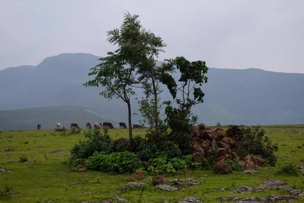 Arkasında bir dağ olan güzel bir manzara.
