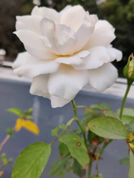 Piękny Biały Kwiat Róża Ogrodzie — Zdjęcie stockowe