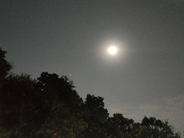 Φεγγάρι Στο Δασικό Νυχτερινό Ουρανό — Φωτογραφία Αρχείου