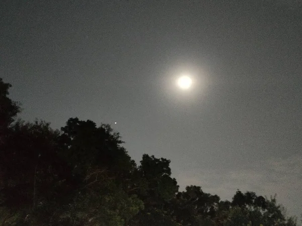 Moon Forest Night Sky — Stock Photo, Image