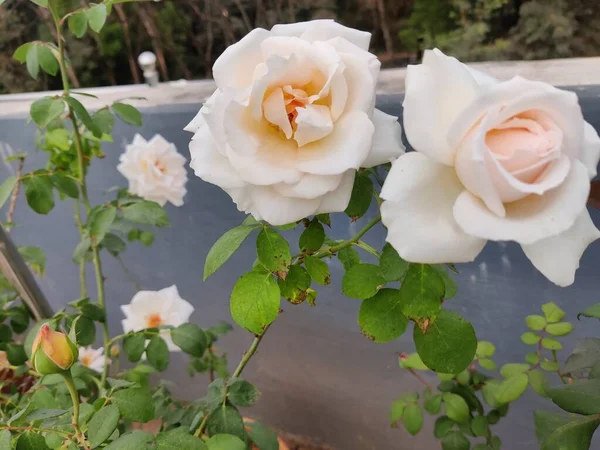 Belles Roses Blanches Aux Feuilles Vertes Vue Rapprochée — Photo