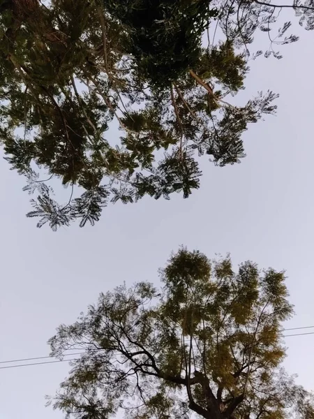 Pintoresca Vista Las Ramas Luna — Foto de Stock