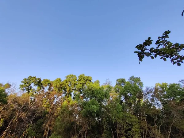 Ormanın güzel manzarası