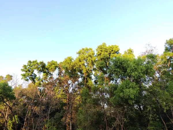 Ormanda Yeşil Ağaçlar — Stok fotoğraf