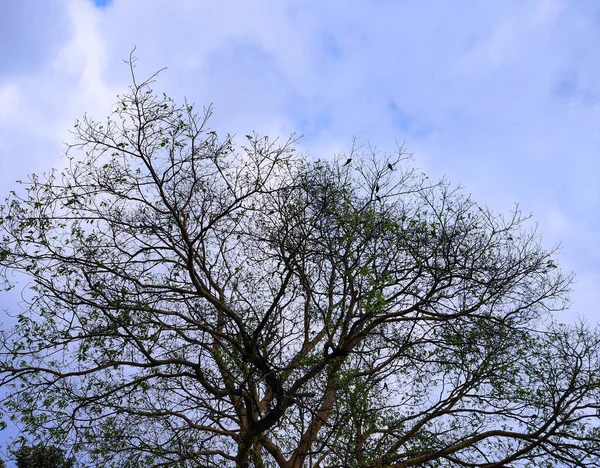 Ramos Árvores Floresta — Fotografia de Stock