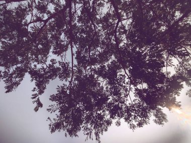 Ağaçlar ve güneşli güzel orman manzarası