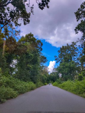 Ormanın güzel manzarası