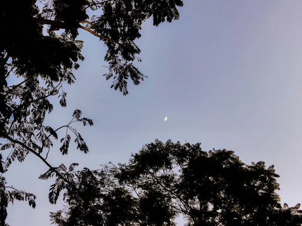 Ramas Árboles Con Cielo Azul Luna — Foto de Stock