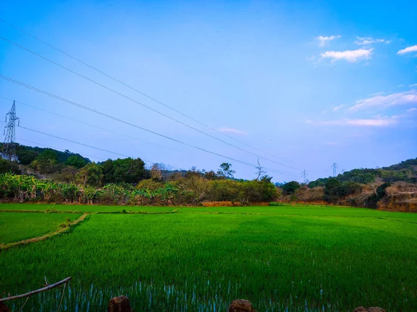 Bela Paisagem Com Campo Arroz Uma Montanha — Fotografia de Stock