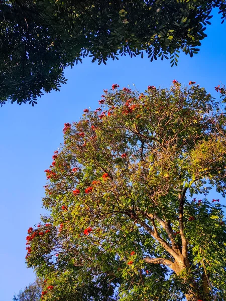아름답고 나뭇잎 가을의 — 스톡 사진