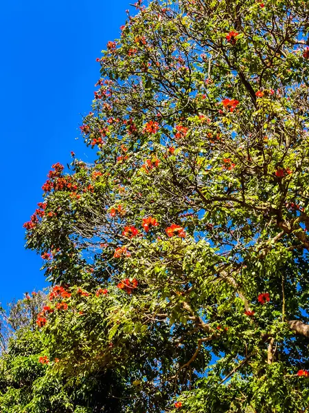 Feuilles Automne Flore Saison Automne — Photo