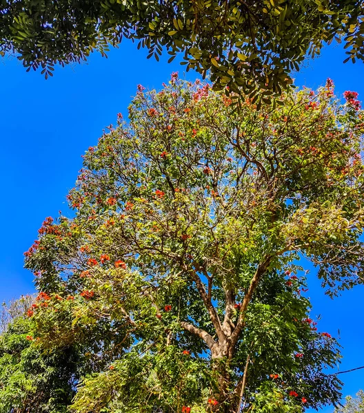 Bella Vista Dell Albero Con Fiori Arancio Stagione Primaverile — Foto Stock