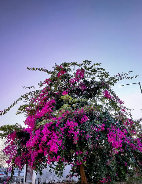 Bunga Merah Muda Yang Indah Taman — Stok Foto
