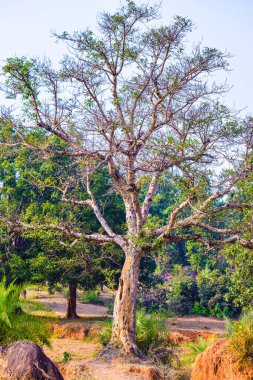 Parktaki yeşil ağaç.