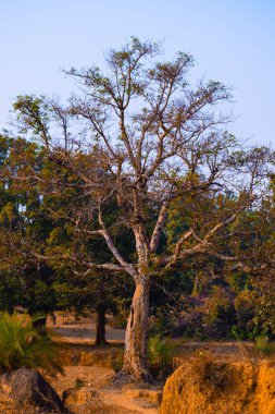 Mavi bir gökyüzünün arka planında parktaki bir ağacın güzelliğinin görüntüsü