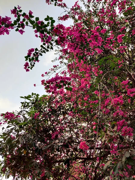 Indah Bunga Taman — Stok Foto