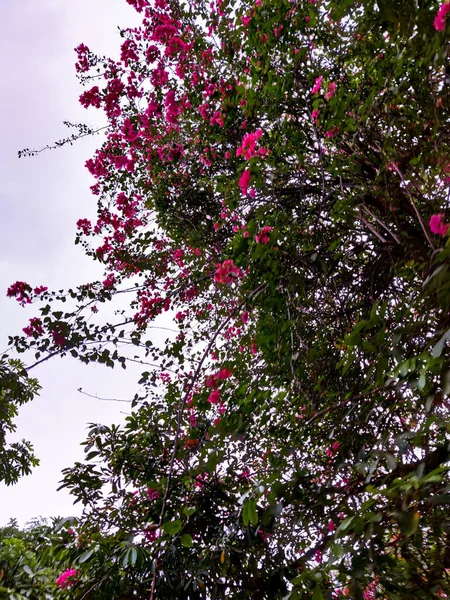 Pintoresca Vista Una Escena Aire Libre Hermosas Montañas — Foto de Stock