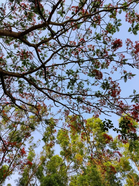 Hermosa Vista Del Bosque — Foto de Stock